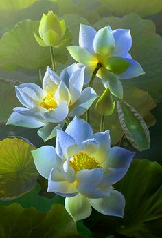 three white water lilies with green leaves in the foreground and sunlight shining on them