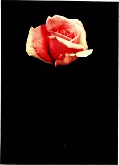 a red and white rose on a black background