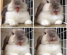 four different pictures of a rabbit with its tongue hanging out in front of the camera