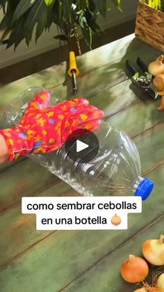 1.4M views · 20K reactions | Sígueme para más contenido.

#huerto #huertos #huertoorganico #huertoencasa #Cultivo #cultivoencasa #viralrels | Huertos orgánicos Hydroponics, Gardening Tips, Cuba, Audio