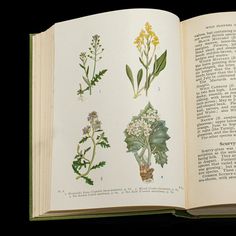 This is a small vintage reference book 'Wild Flowers of the Wayside and Woodland' by Scott and Stokoe. An English, bound botanical interest guide, dating to the mid 20th century, circa 1936.  Charmingly illustrative small reference guide to wild flowers Bound in green cloth with embossed titling in contrasting black Presented in good vintage order, pages intact Published in English across 352 pages Superb colour and monochrome illustrations throughout  This is delightful vintage wild flower reference book, with superb illustrations and graced with comprehensive detail. Delivered ready to enjoy.  Dimensions: Max Width: 12.5cm (5'') Max Depth: 2.5cm (1'') Max Height: 16cm (6.25'') Botanical Vintage, Botany Books, Monochrome Illustration, Vintage Guide, Vintage Gardening, Reference Book, And July, Botanical Drawings, Botany