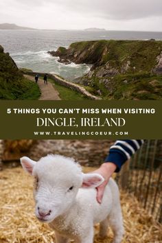 a person holding a baby sheep in front of the ocean with text overlay that reads, 5 things you can't miss when visiting dingle ireland