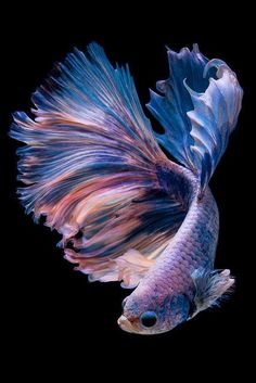 a siamese fish with blue and purple colors on it's back side, swimming in the water