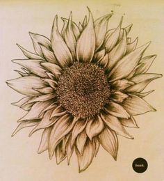 a drawing of a large sunflower on a piece of paper