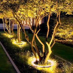 some trees that are lit up in the grass