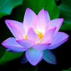 a pink lotus flower with green leaves in the background