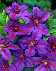 purple flowers with green leaves in the background