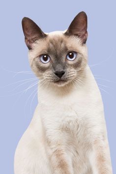 a siamese cat with blue eyes sitting down