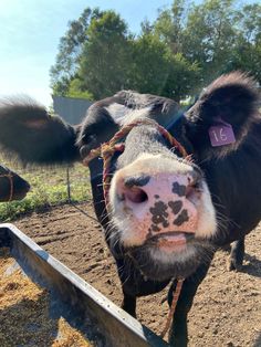 a black and white cow standing on top of a dirt field