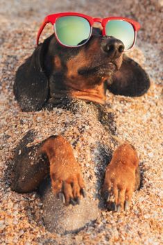 a dog wearing sunglasses laying in the sand with his paws on top of it's head