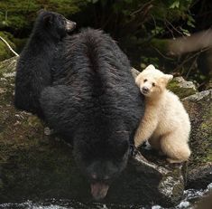 a bear and cub are standing on some rocks