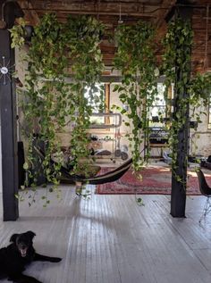 a dog laying on the floor in front of a hammock with plants hanging from it