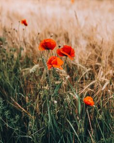 some red flowers are in the tall grass