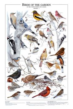 the birds of the garden poster is displayed in front of a white tree with many different colors