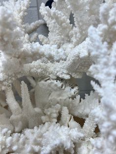 some white corals are on display in a store