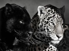 two black and white leopards sitting next to each other