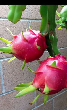 two pomegranates hanging from a branch on a brick wall