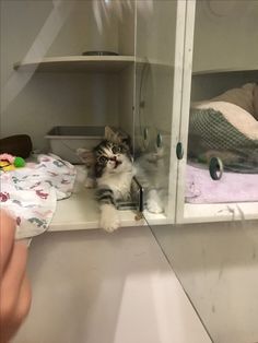 a cat sitting on the floor in front of a glass door with its paws up