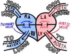 the diagram shows how heart valves are connected to each other with words written on them