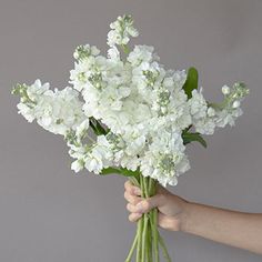 a hand holding a bouquet of white flowers