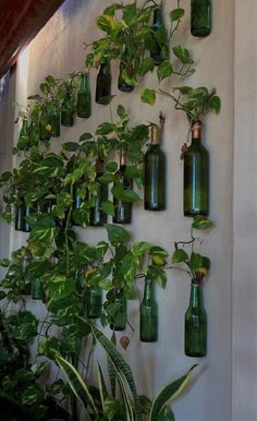 there are many green bottles on the wall with plants growing out of them and hanging from it