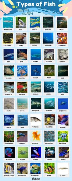 the different types of fish are shown in this poster, which shows them all different colors