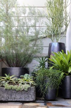 several different types of plants in black pots