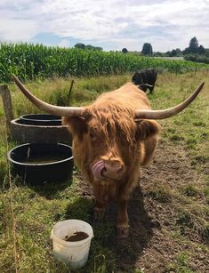 a cow with long horns standing in the grass next to two buckets filled with dirt