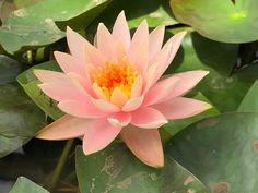 Colorado Changeable Waterlily - Plants for Ponds (top) Arizona Garden, Large Pond, Peach Water, Lotus Flower Art, Water Lilly, Pond Plants, Easy Care Plants, Peach Orange, Flower Bed