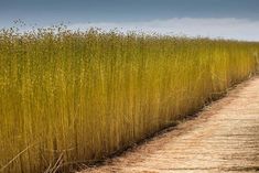 an empty dirt road surrounded by tall grass