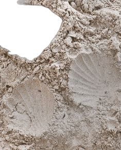 two seashells in the sand on a white background