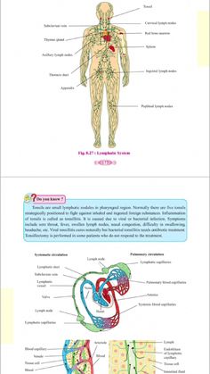 Red Bone Marrow, Thoracic Duct, Red Bone, Healing Waters, Class 12, Nasal Congestion, Bone Marrow, Bacterial Infection