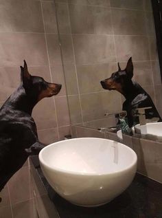 a dog standing in front of a bathroom mirror next to a bowl on the counter