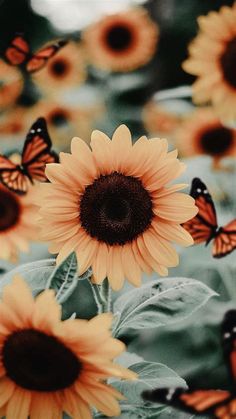 a sunflower with butterflies flying around it