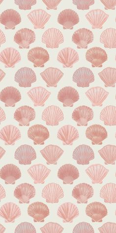 pink scallop shells are on a white background with light pink and pale colors