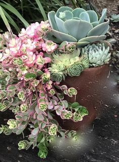 an assortment of succulents and other plants in a pot on the ground