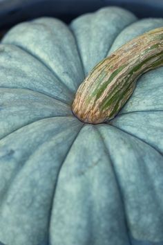 a close up of a large blue pumpkin