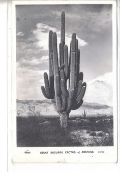 an old black and white photo of a large cactus