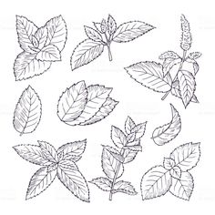 the leaves of different plants are drawn by hand