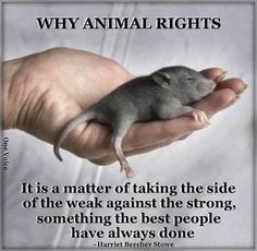 a person holding a small mouse in their hand with the caption, why animal rights?