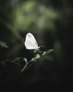 a small white butterfly sitting on top of a leafy plant in front of a dark background