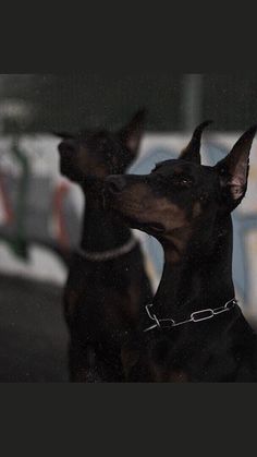 two black and brown dogs standing next to each other