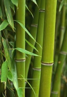 tall green bamboo trees with lots of leaves