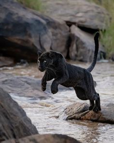 a black cat is jumping over rocks in the water