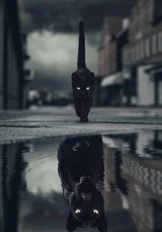 a black cat standing on top of a puddle in the middle of a city street