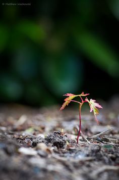 a small plant sprouts from the ground