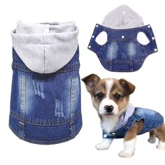 a small dog wearing a denim jacket with holes on it's chest and collar