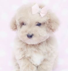 a small white dog with a pink bow on it's head sitting in front of a wall