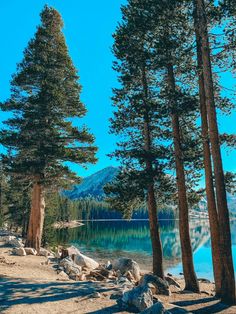 trees and rocks on the shore of a lake with blue water in the distance, surrounded by mountains