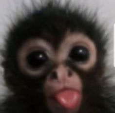 a monkey is sticking its tongue out